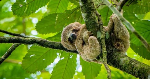 Sloth Watching Tour